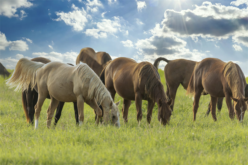 Beautiful Brown Horse - Galloping Horse Closeup - Wallpaper - ISOLATED -  - Wild Nature  -  Png/PSD/JPG/ Free Download