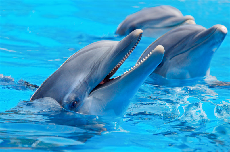 Dauphin sous-marin - Vie en Océanie - Pose de dauphin - Image portrait AI - Spectacle de dauphins - Téléchargement gratuit en PNG/PSD/JPG