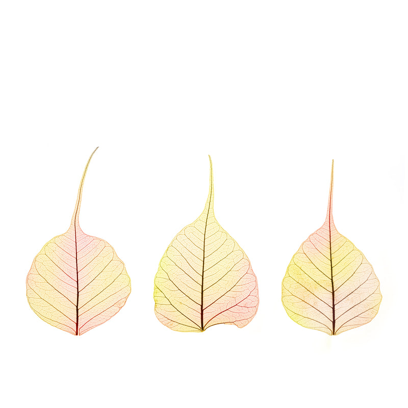 Feuille aquarelle dessinée à la main – Éléments de logo – Vecteur