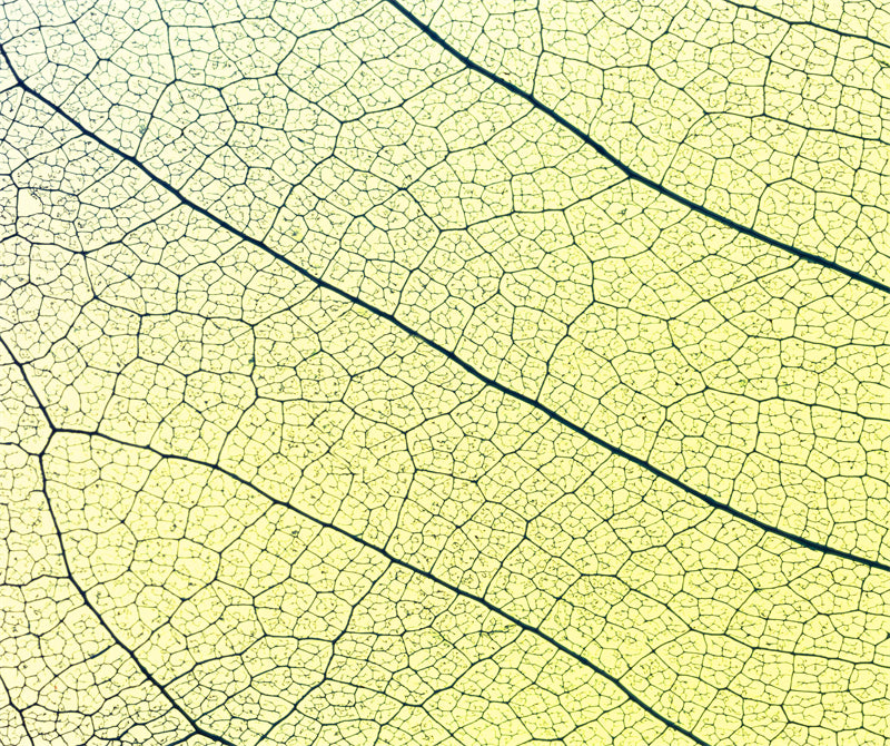 Texture macro élégante des nervures des feuilles - Photo - Fichiers PSD - Téléchargement gratuit