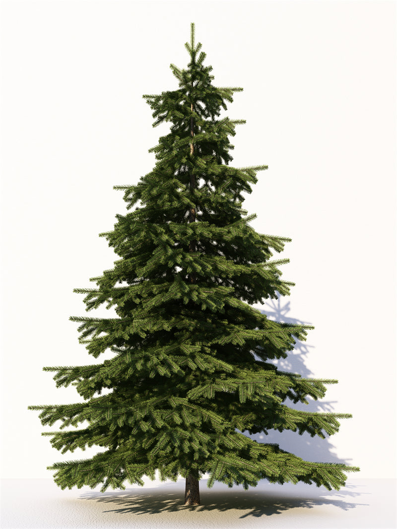 Luxurious Christmas Tree Photo Bakcground - Christmas Presents Decorative  - Png/PSD/JPG/ Free Download