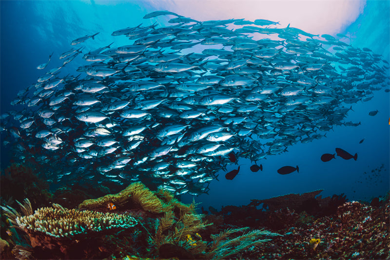 Groupe de poissons océaniens - Paysage sous-marin - Poissons océaniens du Pacifique - Téléchargement gratuit (PNG/PSD/JPG)