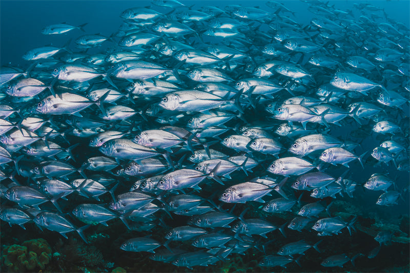 Groupe de poissons océaniens - Paysage sous-marin - Poissons océaniens du Pacifique - Téléchargement gratuit (PNG/PSD/JPG)