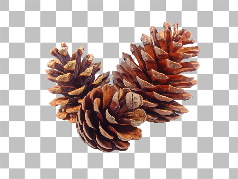 Illustration de branches de sapin de Noël et de pommes de pin - Vecteur - Téléchargement gratuit au format Png/PSD/JPG