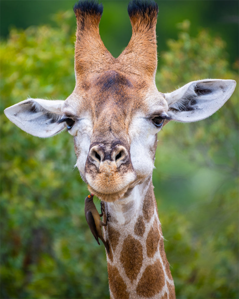 Giraffe Background Photo - Wallpaper - Wildlife Elephant Landscape  PSD/JPG/ Free Download