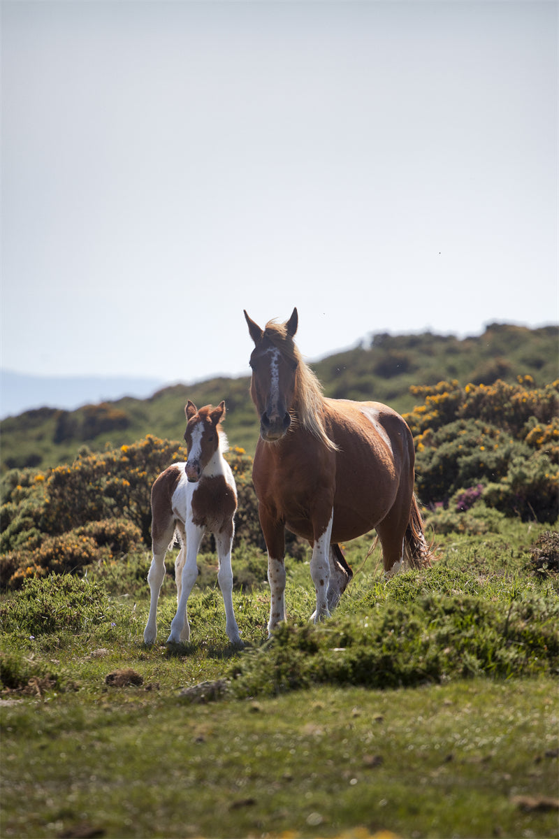 Beautiful Brown Horse - Galloping Horse Closeup - Wallpaper - ISOLATED - - Wild Nature - Png/PSD/JPG/ Free Download