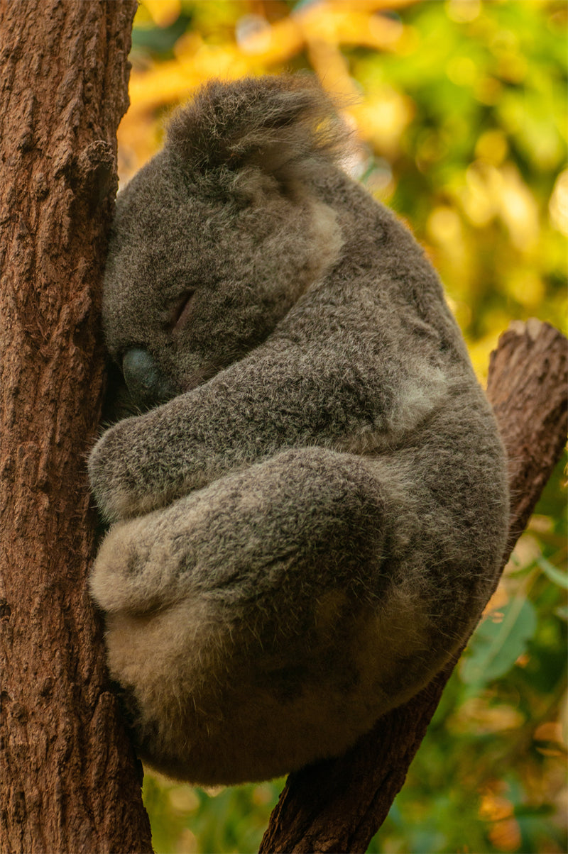 Koala Wallpaper Background - Photo - Wildlife - Png/PSD/JPG/ Free Download