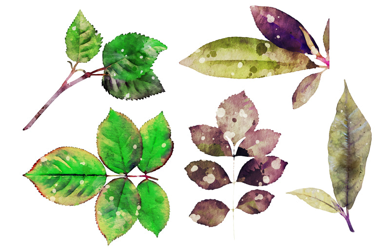 Feuille aquarelle dessinée à la main – Éléments de logo – Vecteur
