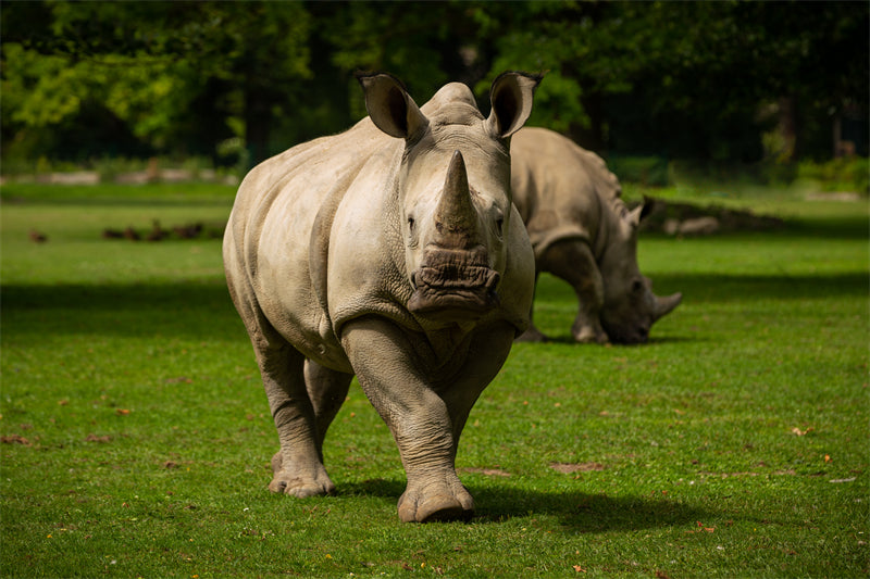 White Rhinoceros -beautiful endangered species zoo -Portrait wild    -  Png/PSD/JPG/ Free Download