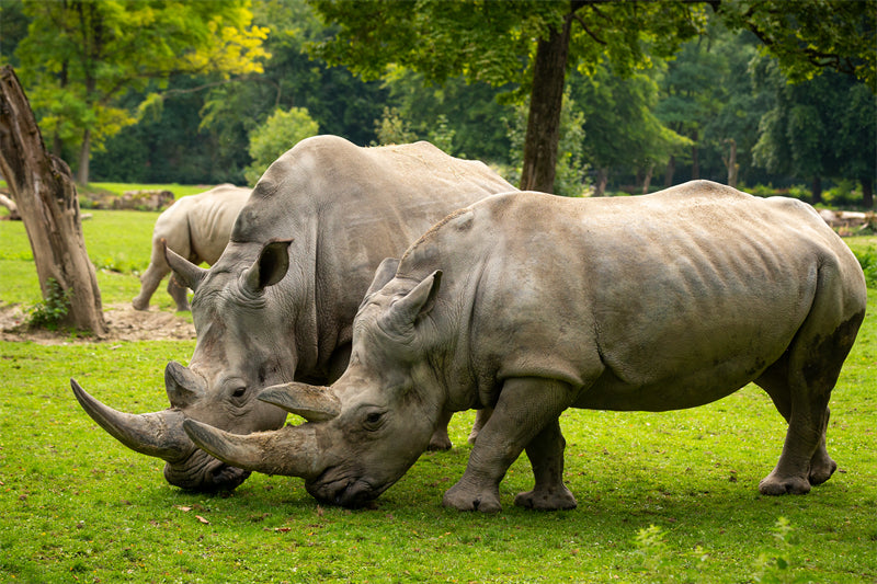 White Rhinoceros -beautiful endangered species zoo -Portrait wild    -  Png/PSD/JPG/ Free Download