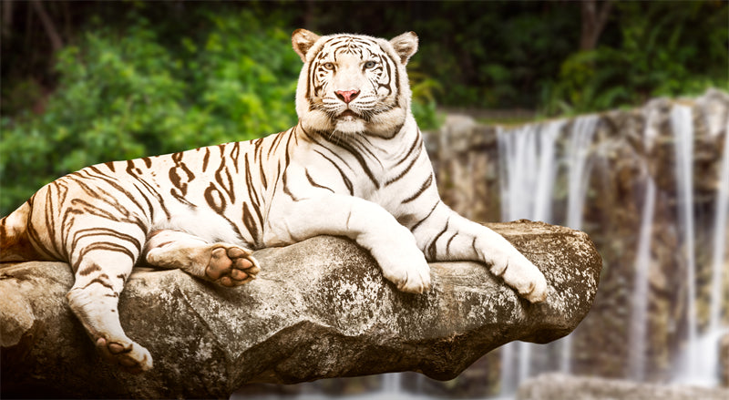 Fond d'écran Tigre - Photo d'arrière-plan - Gros plan - Portrait animalier - Téléchargement gratuit au format Png/PSD/JPG