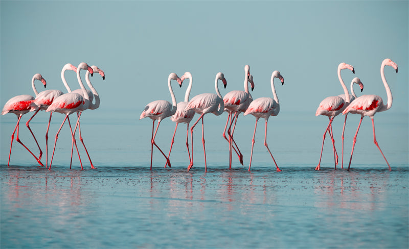 Fond d'écran photo de flamant rose - Paysage animalier avec éléphants - Téléchargement gratuit (PSD/JPG)