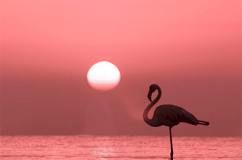 Fond d'écran photo de flamant rose - Paysage animalier avec éléphants - Téléchargement gratuit (PSD/JPG)