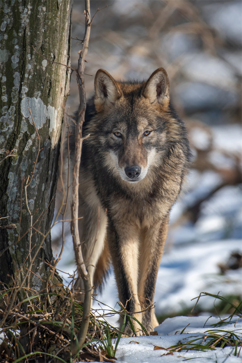 Wolf Wallpaper - Photo Background - Closeup - Portrait wildlife    -  Png/PSD/JPG/ Free Download 