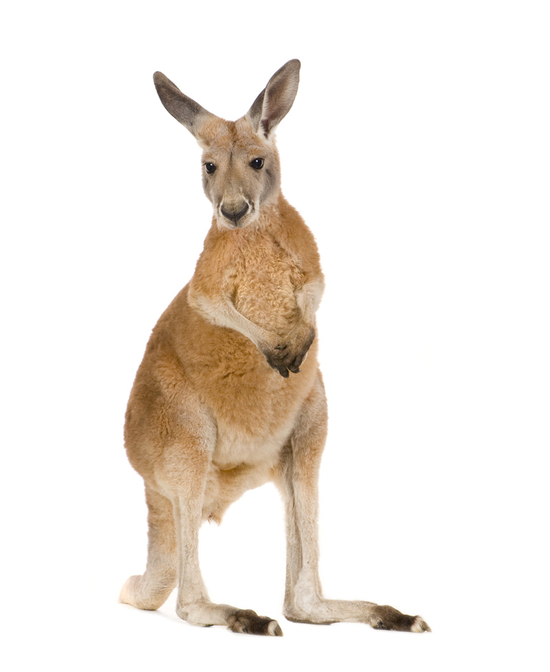 Kangaroo Background Photo - Wallpaper - Wildlife Elephant Landscape PSD/JPG/ Free Download