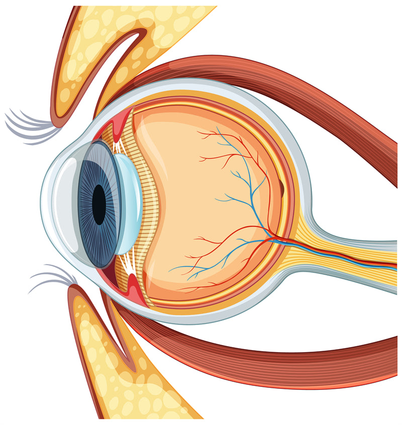 Handdraw Eye Ball Illustration - Vector -Logo Design -Flaming Eyes Balls   
