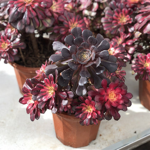 aeonium-milky-way-variegated-succulents