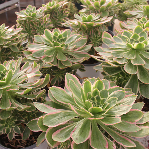 aeonium-green-rose-variegated-succulents