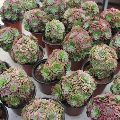 aeonium-arboreum-fiesta-variegated-succulents