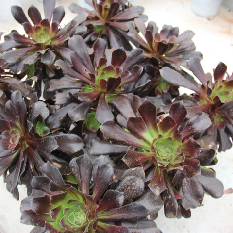 Aeonium Ouruola variegated Succulents