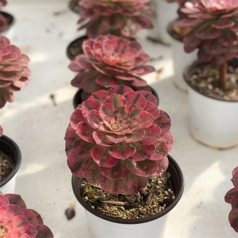 aeonium-salad-bowl-variegated-succulents