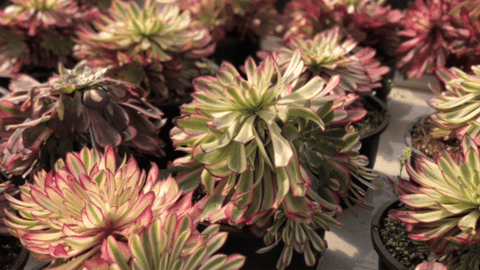 succulents plants