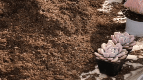 succulents care