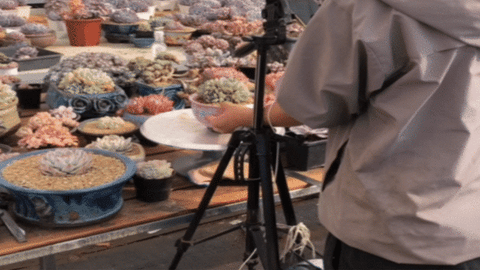 succulents live