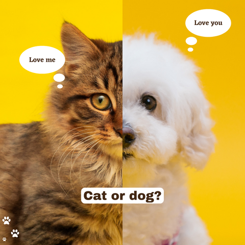 The Dynamic Duo: Cats and Dogs