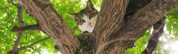 cat on the tree