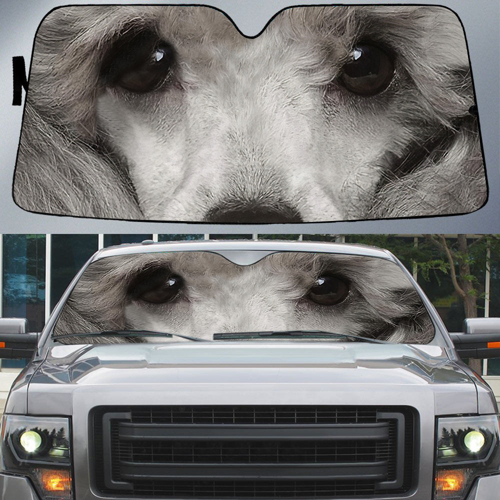 Poodle''s Eyes Beautiful Dog Eyes Car Sun Shade Cover Auto Windshield