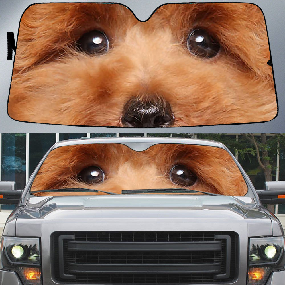 Toy Poodle''s Eyes Beautiful Dog Eyes Car Sun Shade Cover Auto Windshield