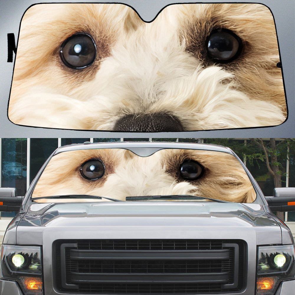 White Mixed Breed Poodle''s Eyes Beautiful Dog Eyes Car Sun Shade Cover Auto Windshield