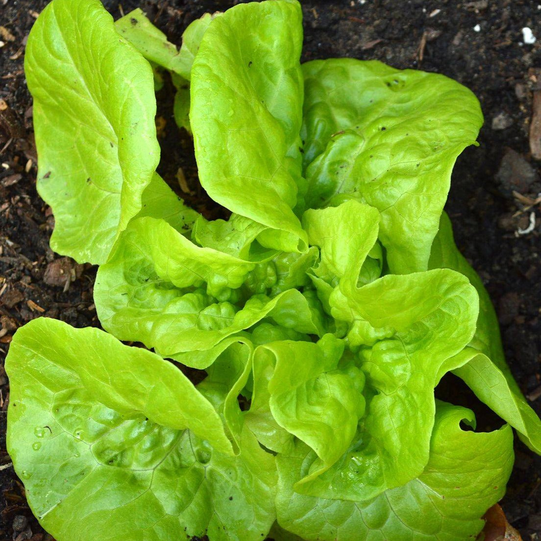 Lettuce, Tom Thumb