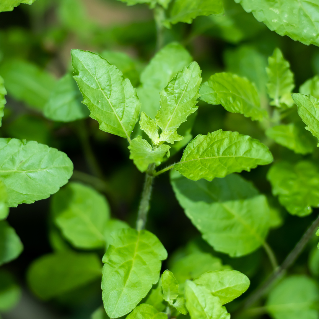 Organic Basil Essential Oil