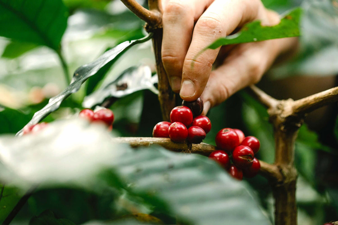 阿拉比卡和罗布斯塔两大咖啡品种的区别