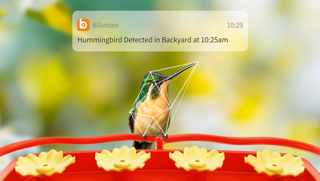 AI bird identification