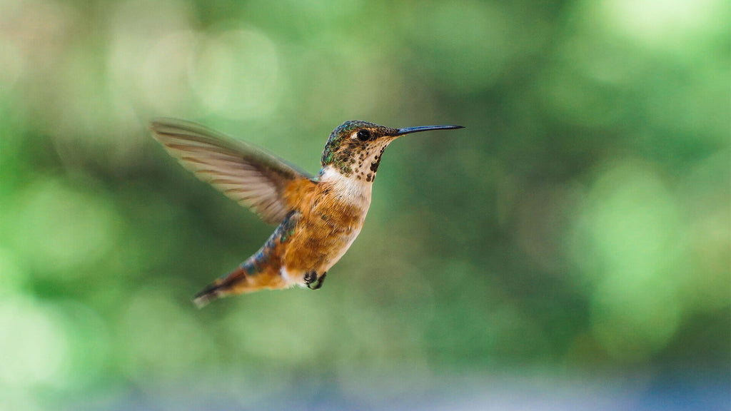 Attracting a hummingbird
