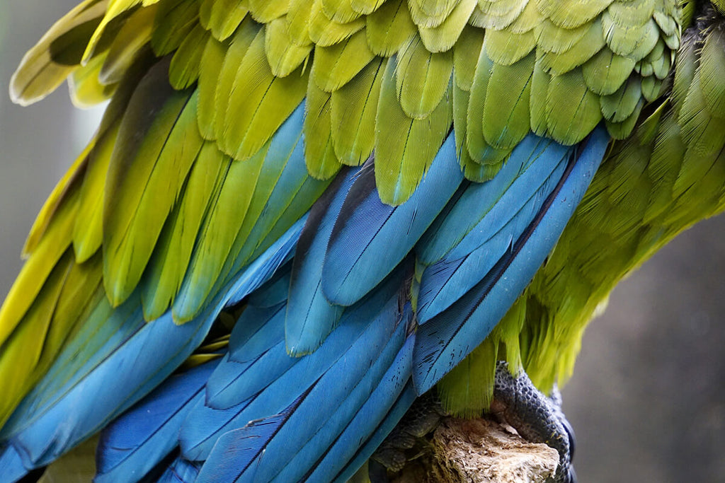 Feathers