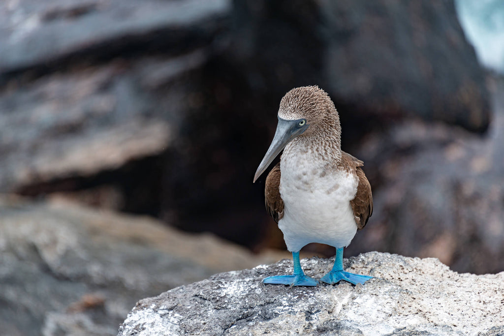 The similarities between birds and mammals