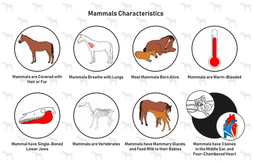 What makes mammals
