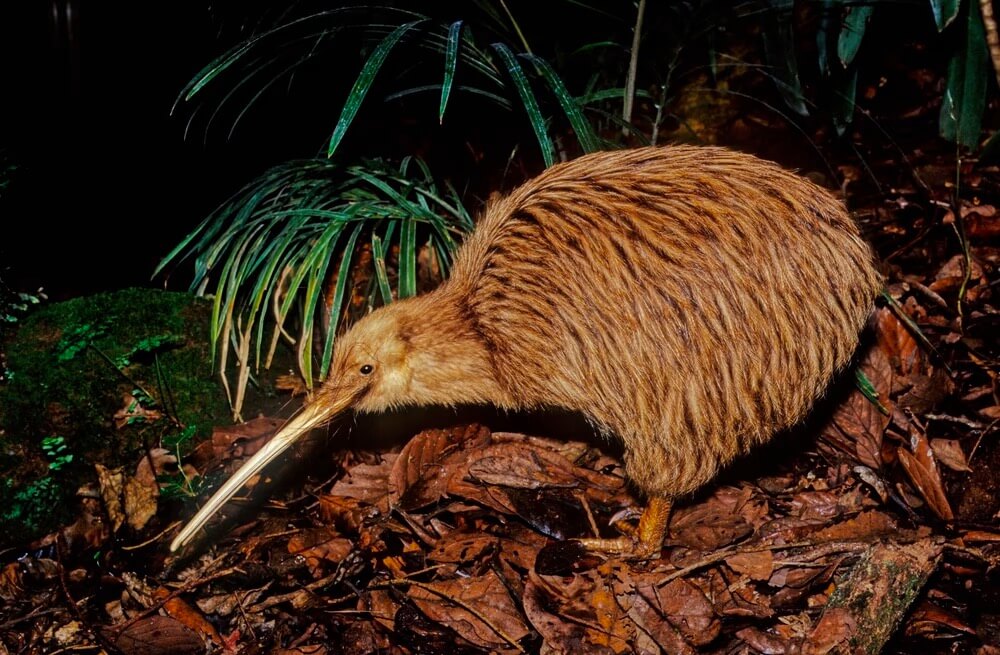 kiwi-bird