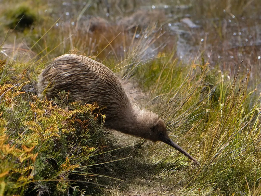 Why do some people think that birds are mammals?