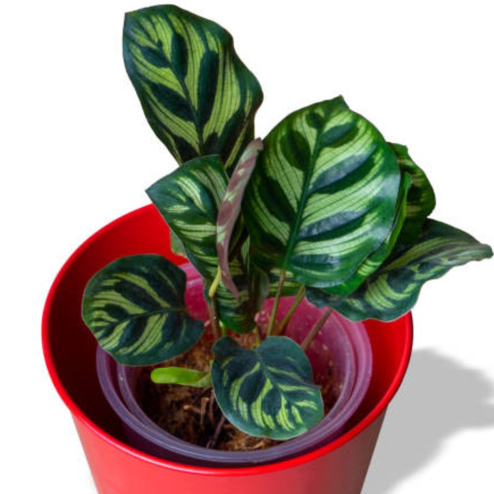 Calathea Peacock (Calathea Makoyana)