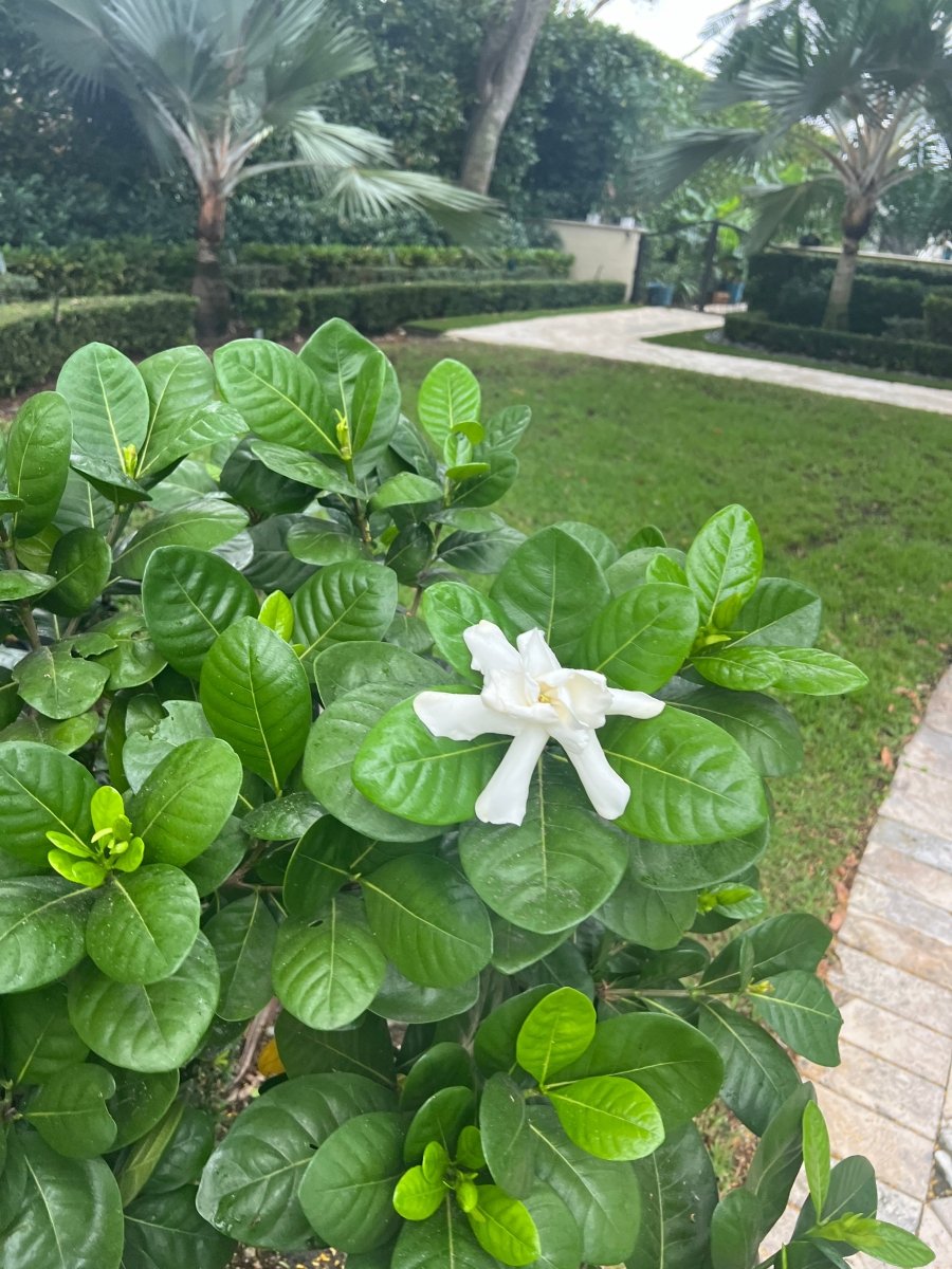 Gardenia Tahitian Bush (Gardenia taitensis)