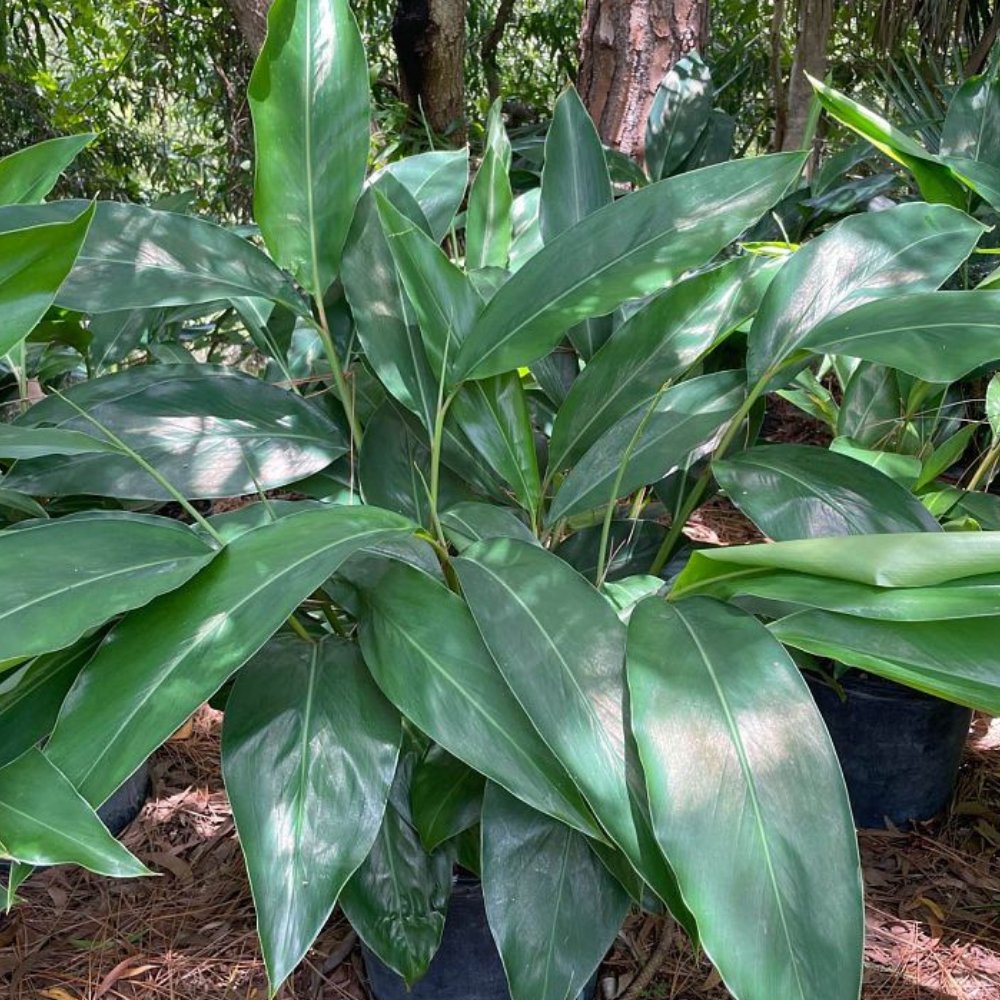 Ginger Shell Green (Alpinia zerumbet)