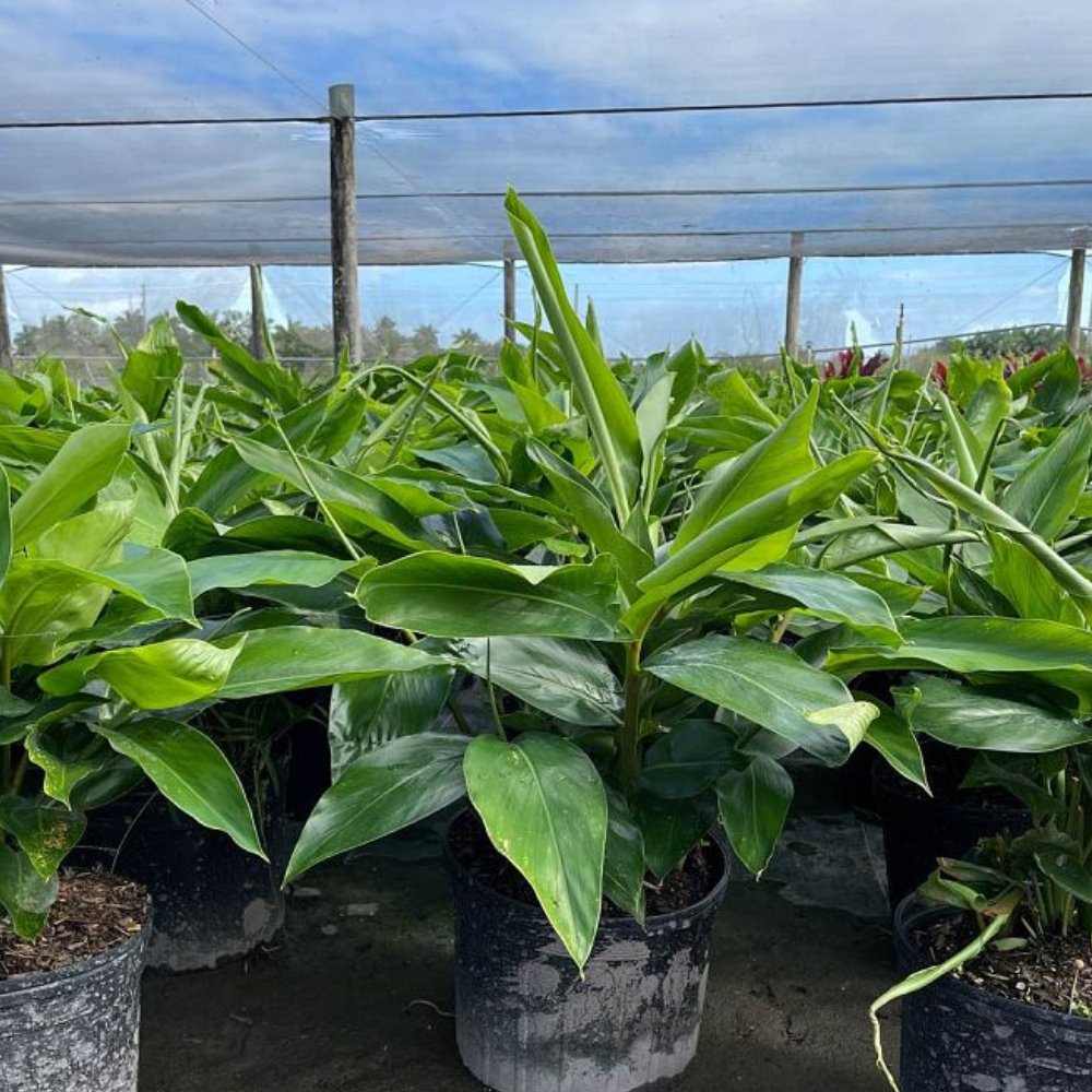 Ginger Shell Green (Alpinia zerumbet)