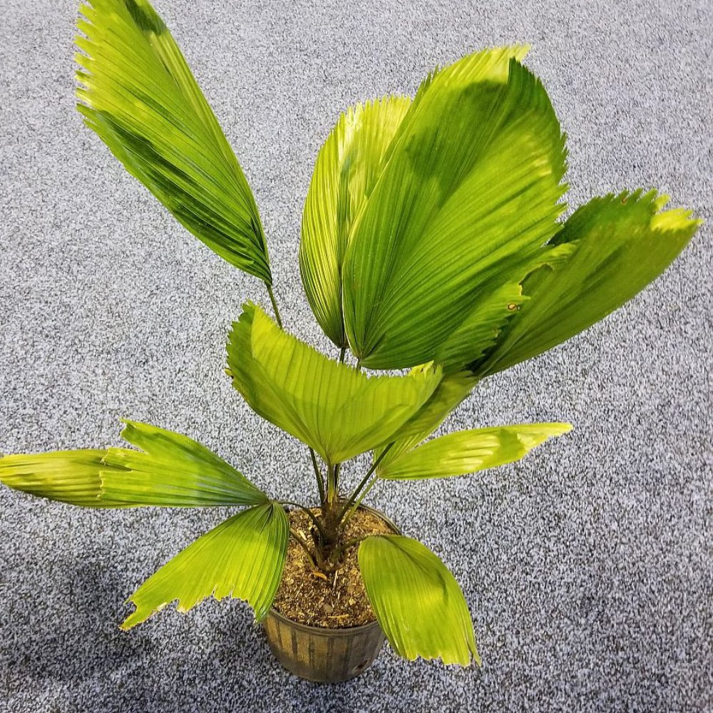 Licuala Grandis Palm, Vanuatu Fan Palm