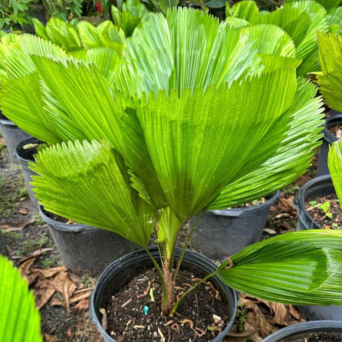 Licuala Grandis Palm, Vanuatu Fan Palm