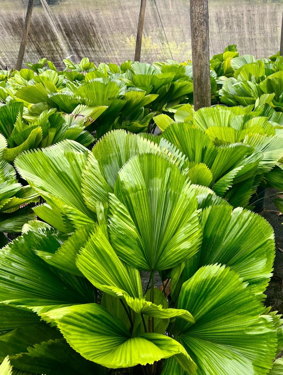 Licuala Grandis Palm, Vanuatu Fan Palm